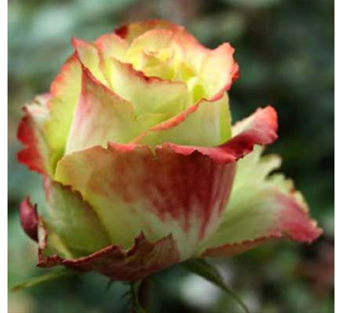 Роза Зазу (Zazoo) 